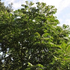 Chinese Flame Tree 4