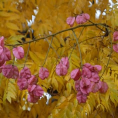 Chinese Flame Tree 2