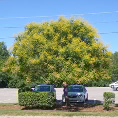 Golden Rain Tree 3