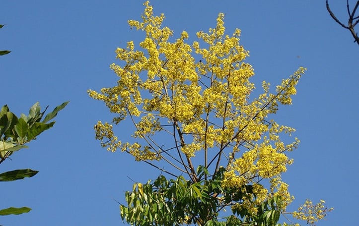 Golden Rain Tree