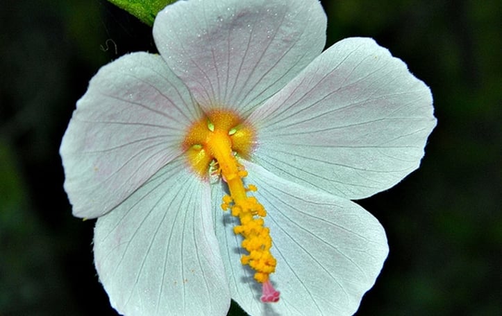 Coastal Mallow