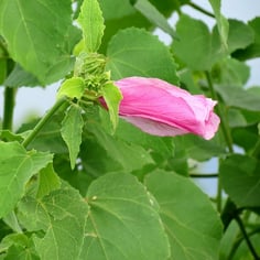 Coastal Mallow 2
