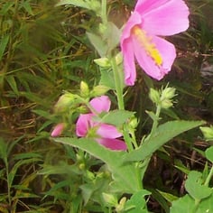 Coastal Mallow 4