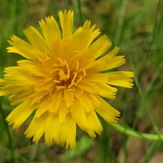 Kringia Dandelion 2