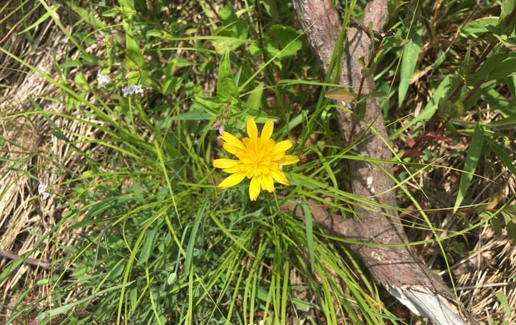 Dwarf Dandelion