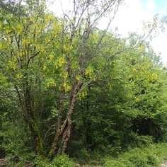 Common Laburnum 2