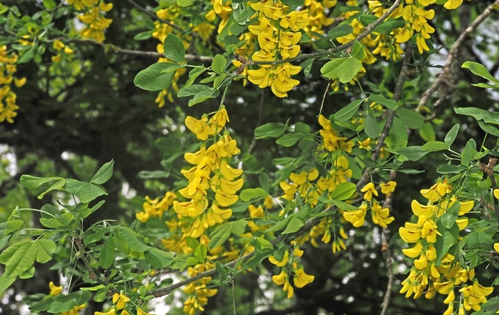 Common Laburnum
