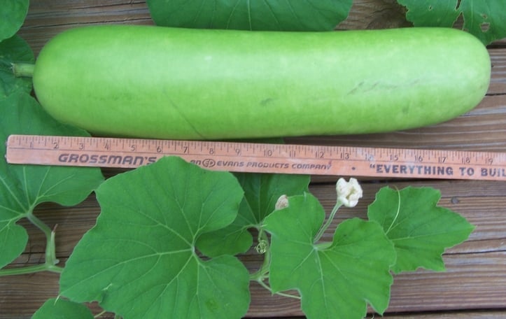 Bottle Gourd