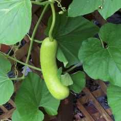 Bottle Gourd 3