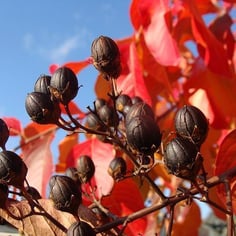 Common Crape Myrtle 2