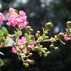 Common Crape Myrtle 3