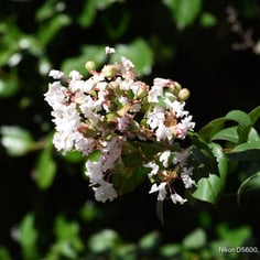 Common Crape Myrtle 4