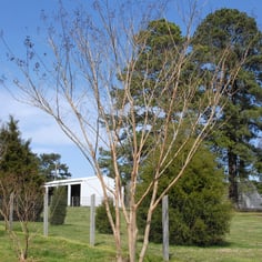 Osage Crape Myrtle 2