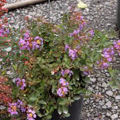 Giant Crape Myrtle 3