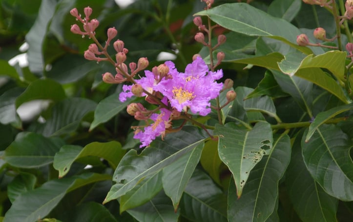 Giant Crape Myrtle
