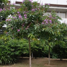 Giant Crape Myrtle 2