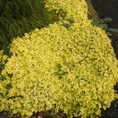 Golden Dead Nettle 2