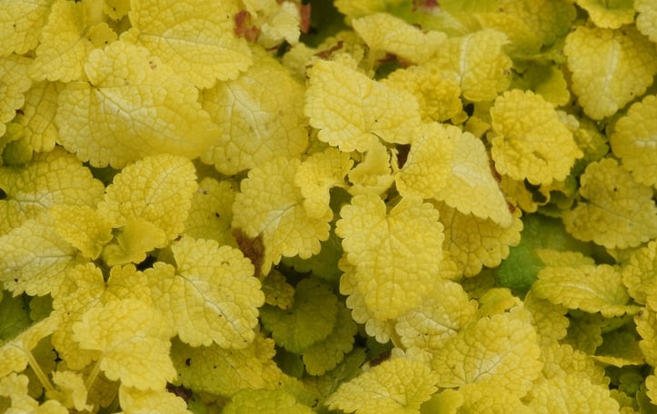 Golden Dead Nettle