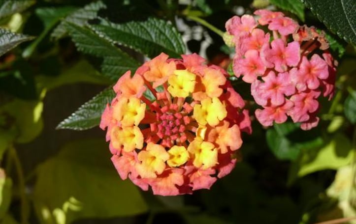 Common Lantana