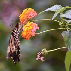 Common Lantana 2