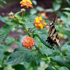 Common Lantana 3