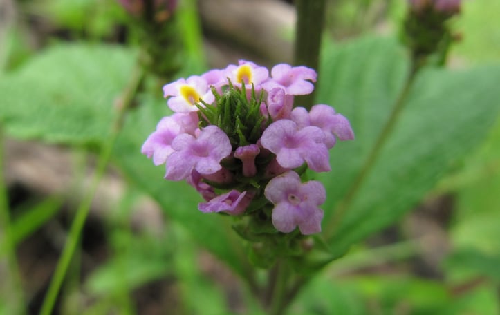 Lantana Lavender Popcorn