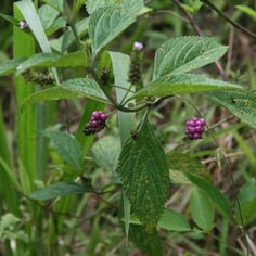 Lantana Lavender Popcorn 2