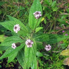 Lantana Lavender Popcorn 3
