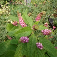 Lantana Lavender Popcorn 4
