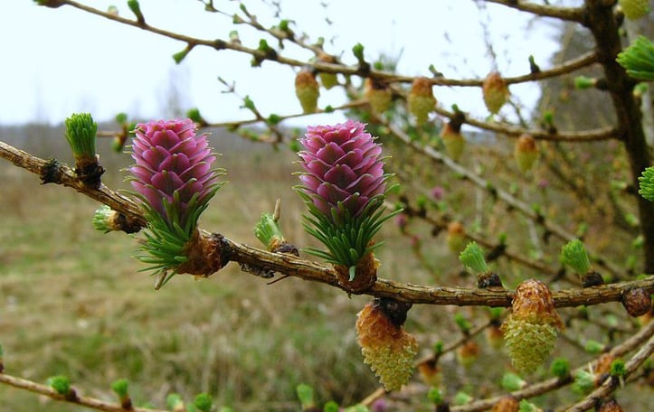 Common Larch