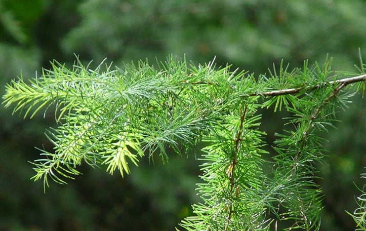 Golden Larch