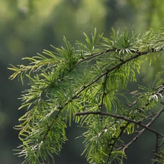Golden Larch 3