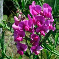 Annual Sweet Pea 3