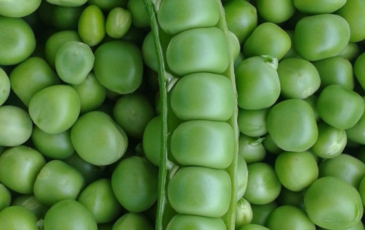 Austrian Winter Pea