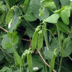 Austrian Winter Pea 3