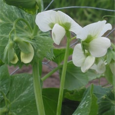 Austrian Winter Pea 4