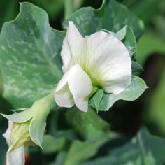 Austrian Winter Pea 2