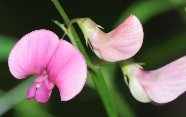 Everlasting Pea