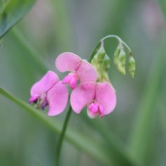 Everlasting Pea 2