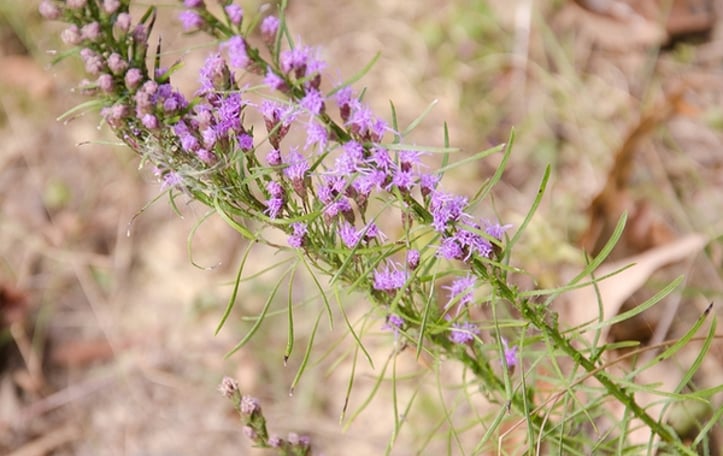 Grass-leaf Blazing Star