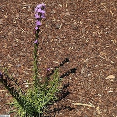 Grass-leaf Blazing Star 3