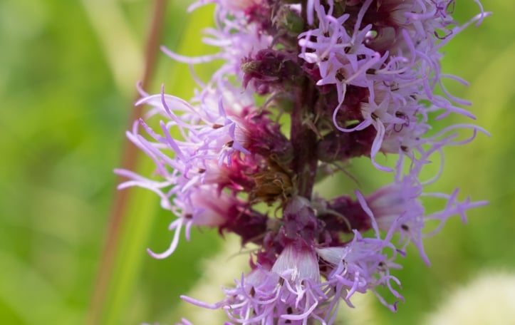 Cattail Blazing Star