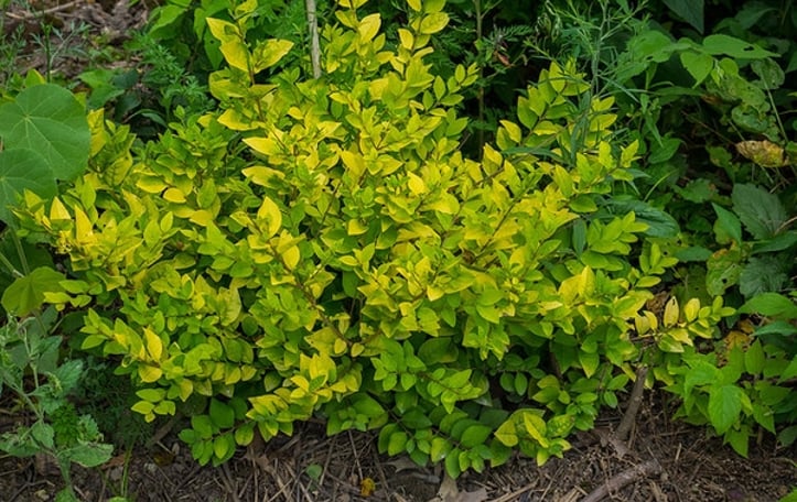 Golden Privet