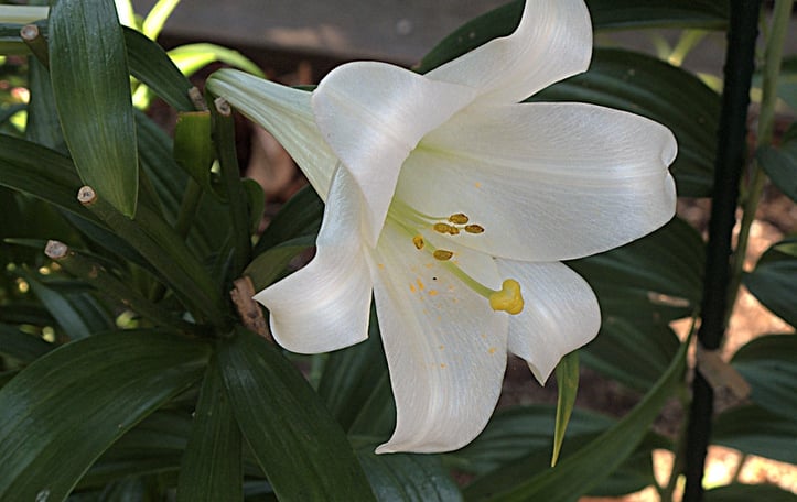 Bermuda Lily