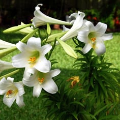 Bermuda Lily 3