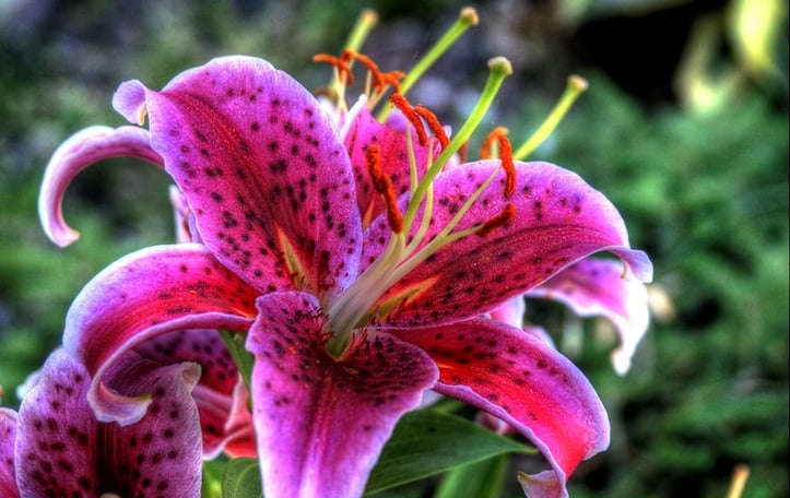Oriental Lilies
