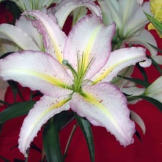 Oriental Lilies 4