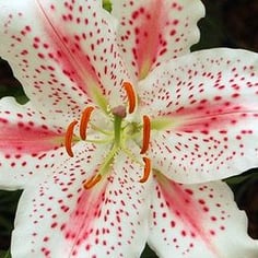 Oriental Lilies 2
