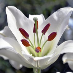 Oriental Lilies 3