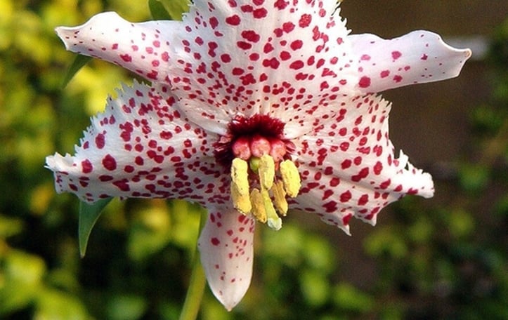 Lilium pardanthinum